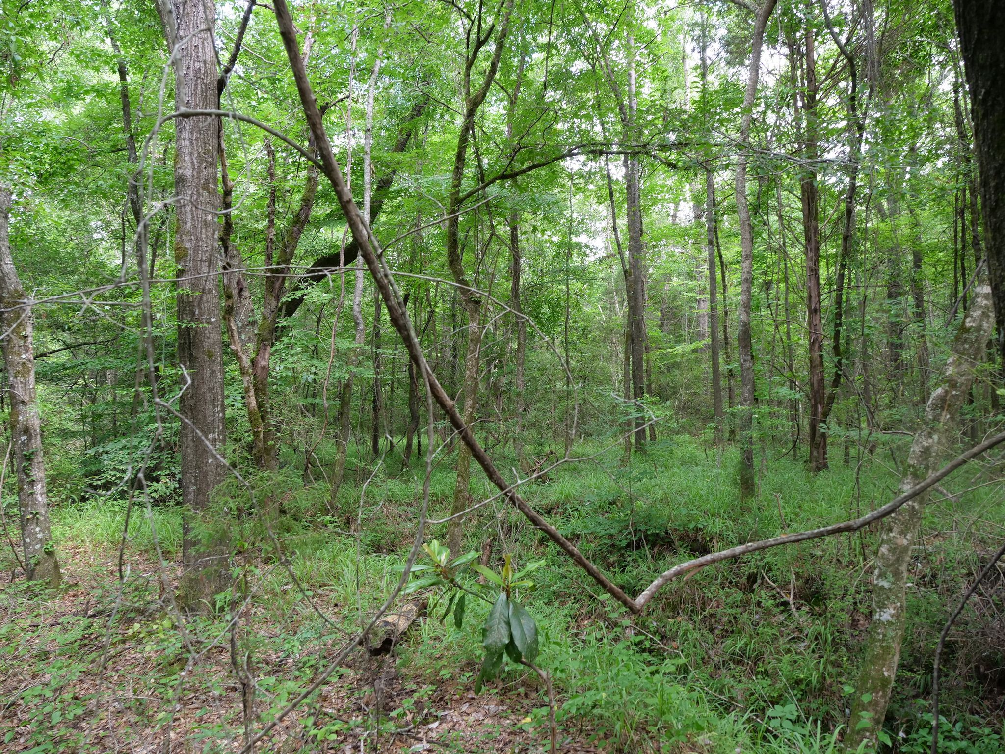 County Road 53 WP002, Notasulga, AL 36866 Trulia