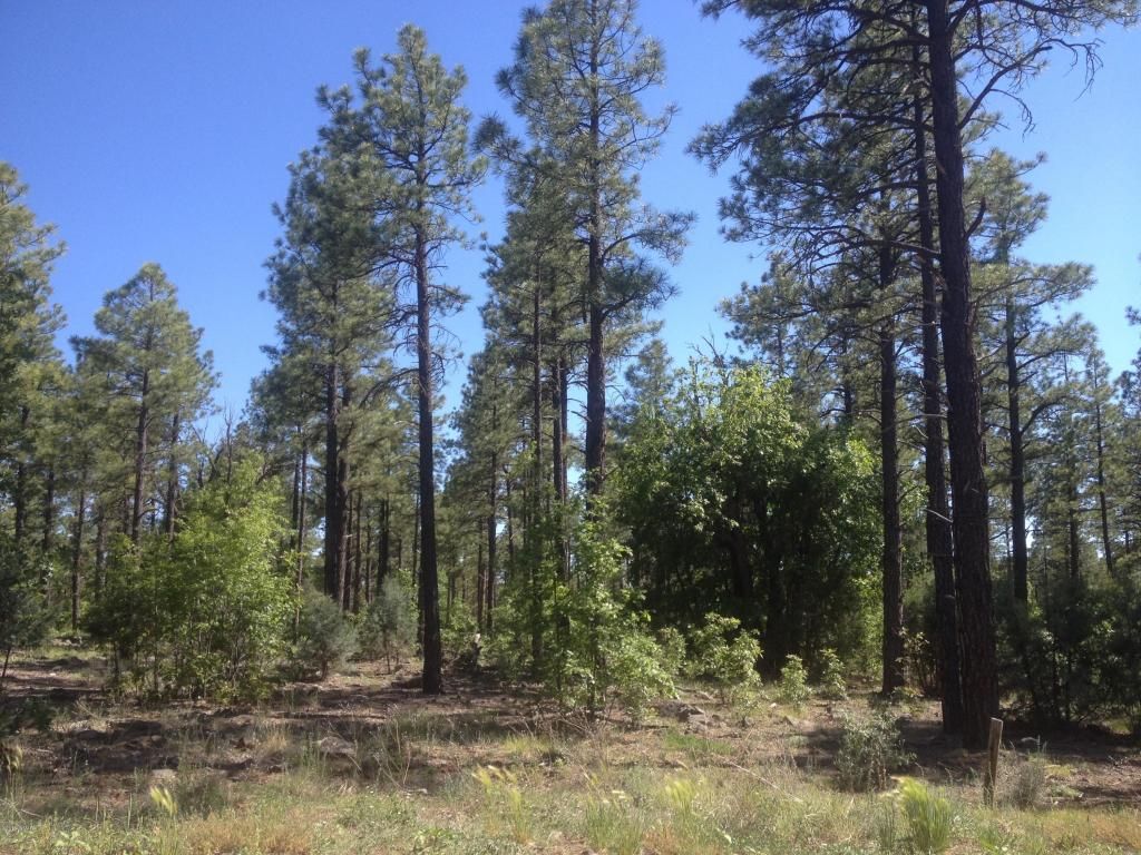 31 Retreat At Walnut Crk, Lakeside, AZ 85929 Trulia