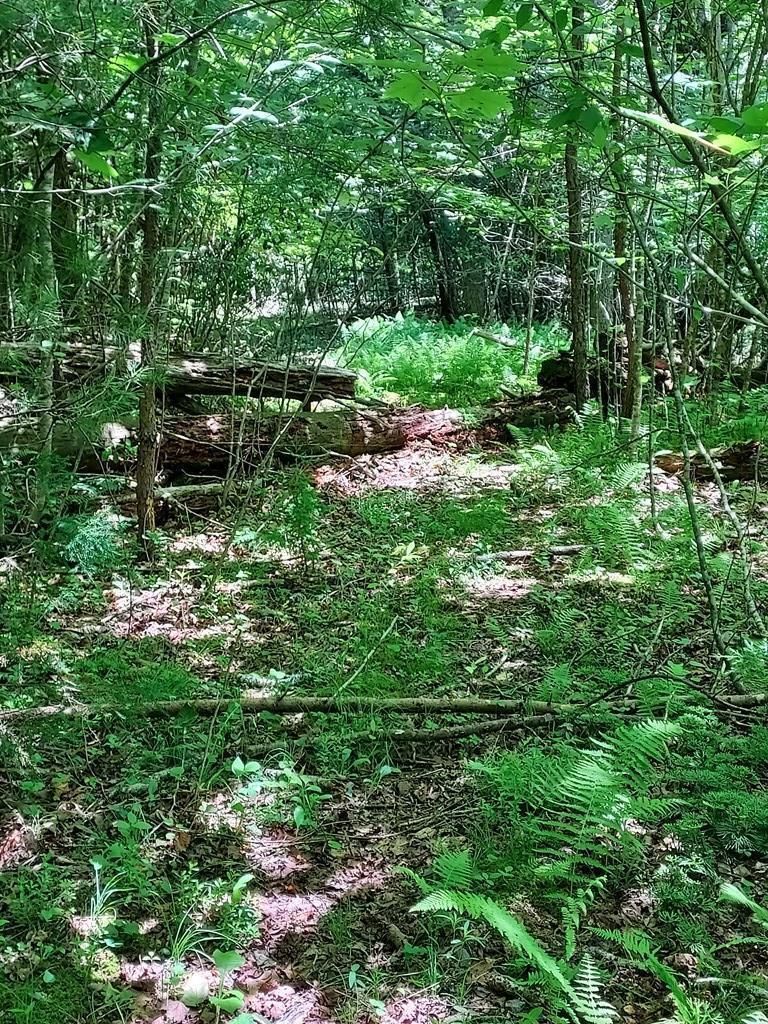 Dryman Rd, Franklin, NC 28734 Trulia